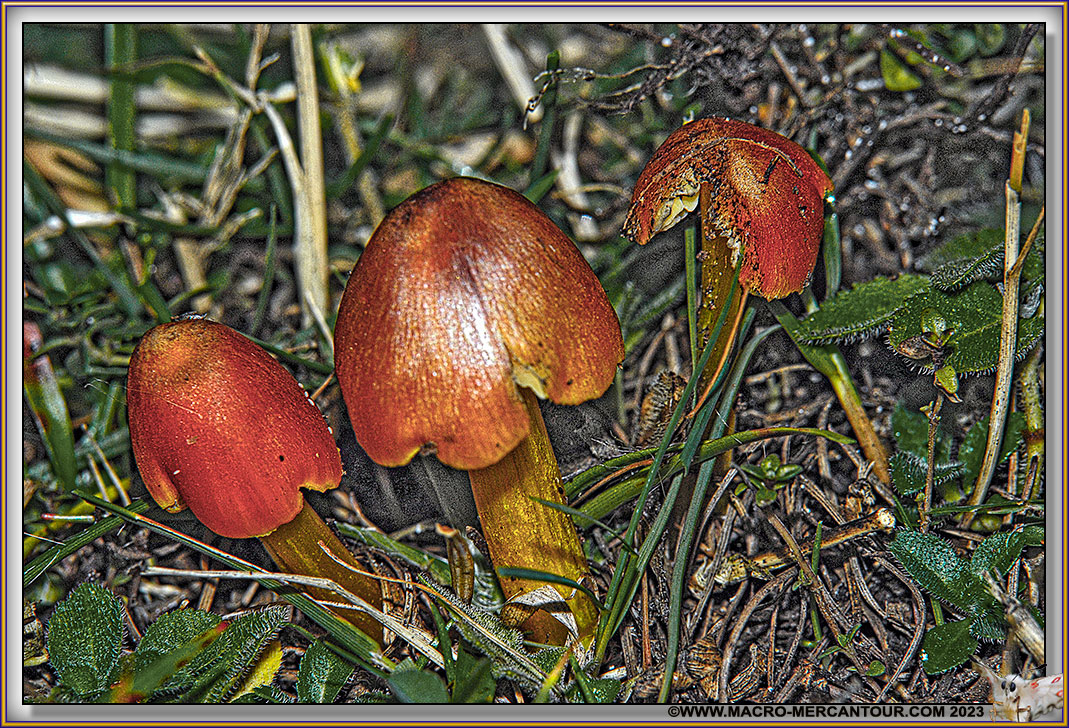 Hygrocybes conica